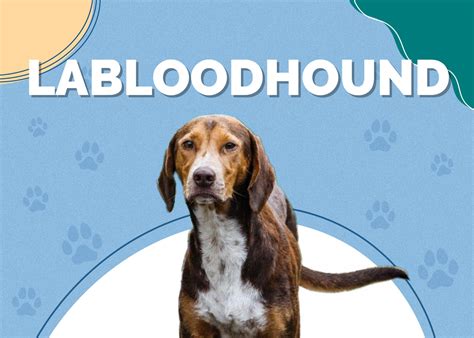 Labloodhound Lab And Bloodhound Mix Info Pictures Facts Traits Hepper