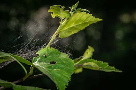 How To Keep Spiders Off The Porch At Richard Vanhouten Blog