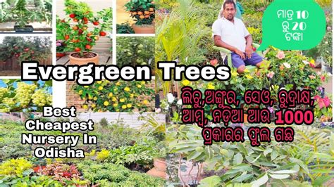 Cheapest Nursery In Baleswar Odisha Nursery In Khaira Best Tree For