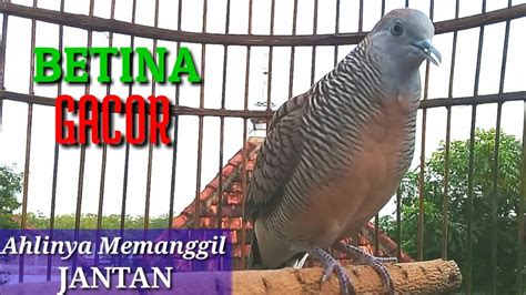 Perkutut Betina Memanggil Jantan Female Turtledove Calls Male YouTube