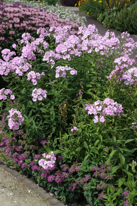 Phlox Paniculata Rosa Spier Floks Vlambloem Bloemenpark Appeltern