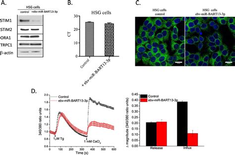 Stim Expression And Soce In Hsg Cells Is Altered By Ebv Mir Bart P