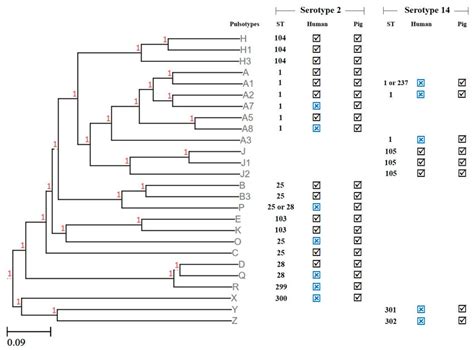 Dendrogram Generated From The Pulsotypes Using The Unweighted Pair