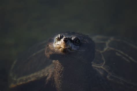 Killarney Wildlife, Ontario – Alec Ring Architecture