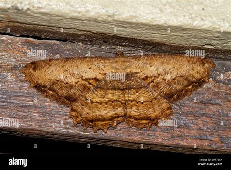 Spanner Moth Geometridae Sp Kinabalu National Park Sabah Borneo