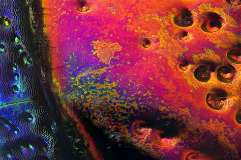 Section of a red speckled jewel beetle (Chrysochroa buqueti rugicollis