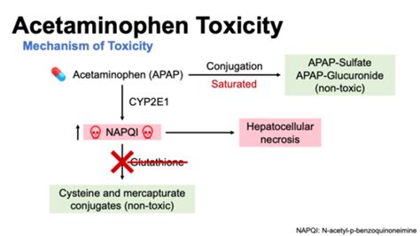 RX555 Mechanism Of Toxicity Flashcards Quizlet