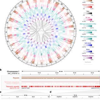 Chromosome Level Scaffolds In FScoJap1 Genome Assembly A Circos Plot