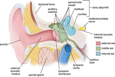 Auditory System – Histology Education