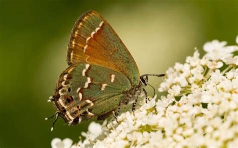 Glasswing Butterfly Identification Life Cycle And Behavior Insectic