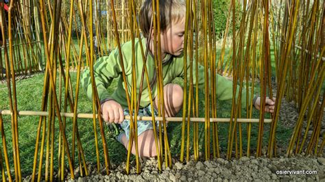 Kit Tunnel Enfant Osier Vivant