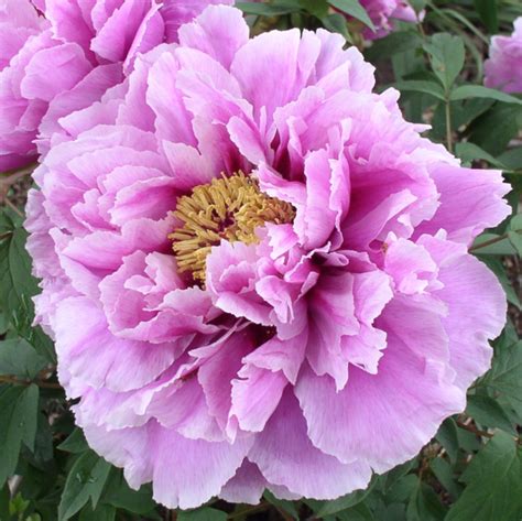 Fuji Zome Goromo Tree Peony Japan Halifax Perennials Inc