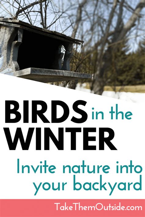 Simple Tips Guaranteed To Attract Birds To Your Yard In The Winter ⋆ Take Them Outside