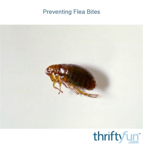 Preventing Flea Bites | ThriftyFun