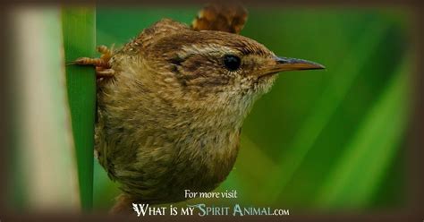 Wren Symbolism & Meaning - What Is My Spirit Animal