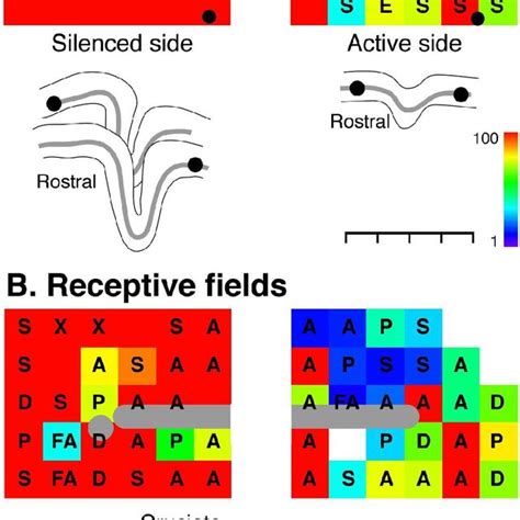 Effects Of Reversible Inactivation During Motor Map Development On The