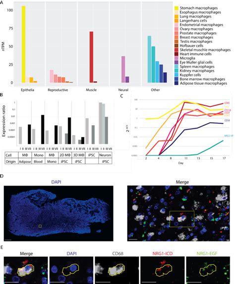 Nrg Expression Profile In Hematopoietic Cells A Quantification Of