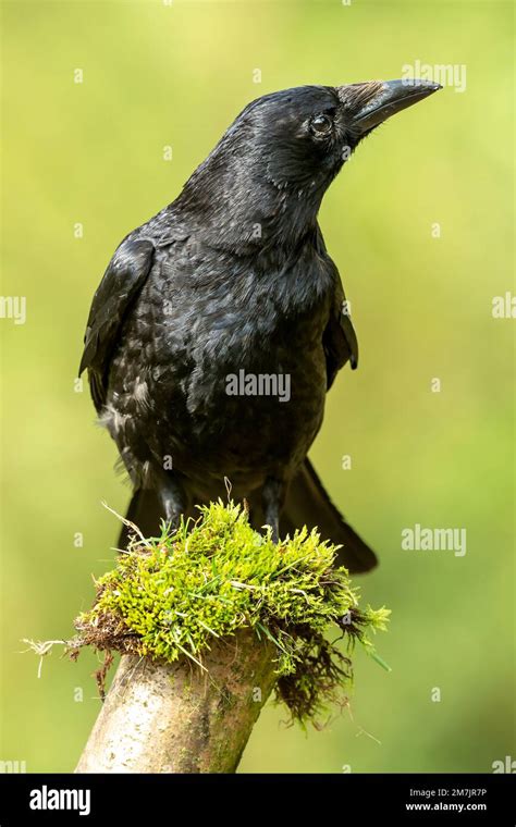 Close Up Portrait Of A Highly Intelligent Carrion Crow Scientific Name