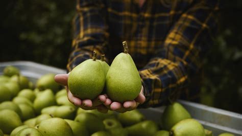 Why Are My Pears Very Hard And Not Ripening