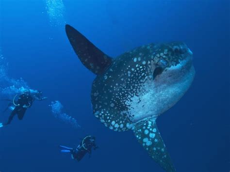 Le poisson lune, un indicateur de l'abondance des méduses - Sciences et ...