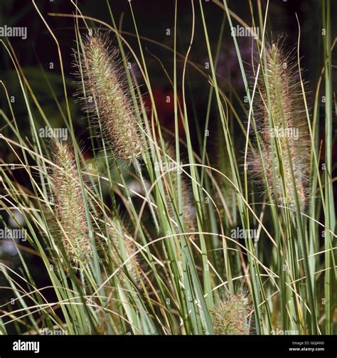 Pennisetum Alopecuroides Hameln Hi Res Stock Photography And Images Alamy