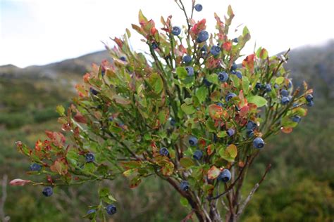 Pin en Hojas y árboles