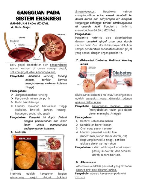 Kelainan Pada Sistem Ekskresi Homecare24