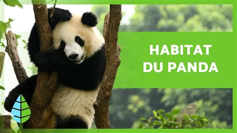 OÙ et comment vivent les PANDAS Habitat du panda YouTube