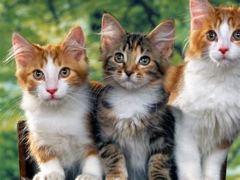 Three Cats Ifttt2jmpb3i Cute Cat Wallpaper Animals Kittens