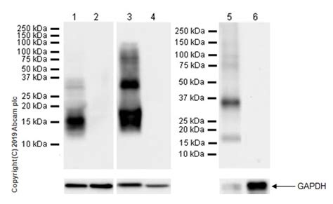 Recombinant Anti Pomc Antibody Epr22534 165 Ab254257 Abcam