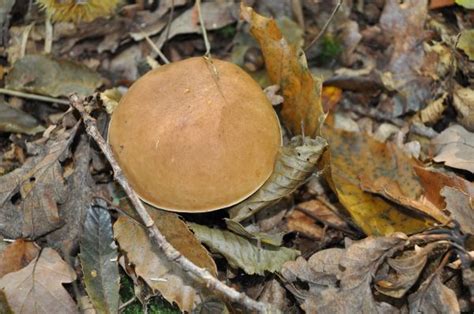 Free Images Tree Nature Forest Wood Leaf Flower Trunk Autumn