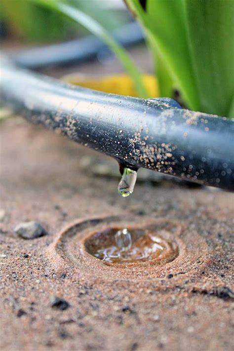 Hydrating Your Landscape Which Irrigation Method Is Best For You And