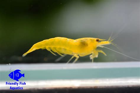 Yellow Fire Cherry Shrimp Friendly Fish Aquatics