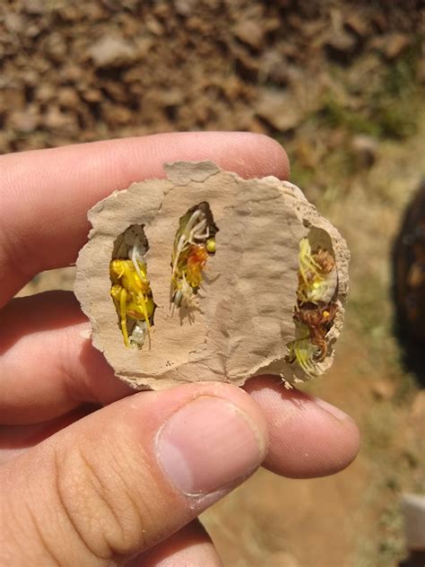 Spiders Inside Wasp Nest