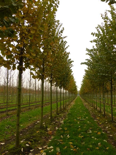 Tilia tomentosa 'Brabant' | Tilia tomentosa 'Brabant' - Van den Berk ...