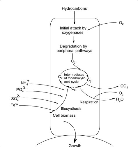 Main Principle Of Aerobic Degradation Of Hydrocarbons By Microorganisms