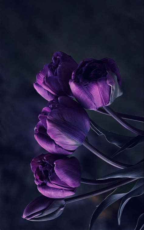 Purple tulip Wallpaper | Purple flowers wallpaper, Flowers photography ...