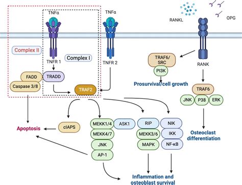 Frontiers Alterations In Bone Fracture Healing Associated With Tnfrsf