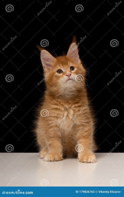 Maine Coon Kitten 2 Months A Thoroughbred Beautiful Cat With Large Tassels Stock Image Image