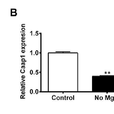 MiR 135a 5p Is Upregulated In TLE Model In Newborn Rat Hippocampal