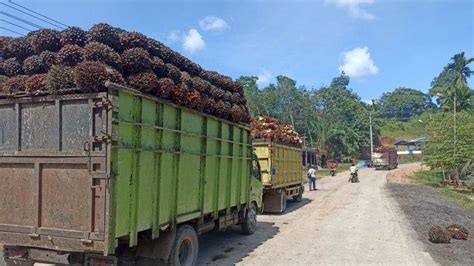 Dua Pabrik Di Bengkulu Tengah Kembali Turunkan Harga TBS Sawit