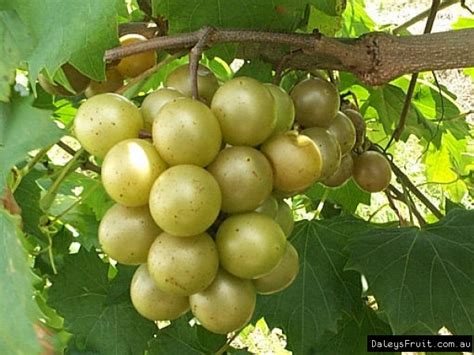 Buy Achilles Muscadine Grape Vine Plant Vitis Rotundifolia