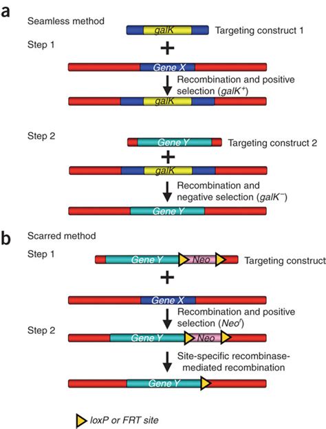 Insertion Of A Nonselectable Dna Fragment By Recombineering A