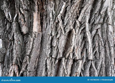 Willow tree texture. stock image. Image of natural, rough - 143786345