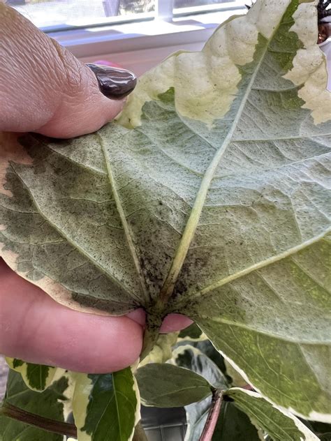 New Hibiscus Sooty Mold Rhibiscus