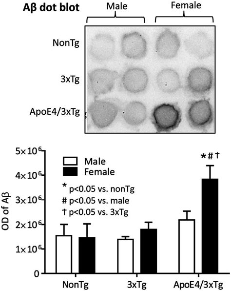 Female Apoe4 3xtg Mice Showed More Prominent Ad Pathology In The Download Scientific Diagram