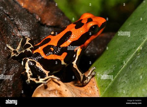 Poison Frog Phyllobates Spec Hi Res Stock Photography And Images Alamy