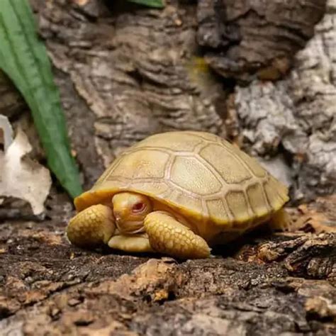 Tortuga Galápagos Características Cuidados Alimentación