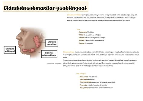 Glándula submaxilar y sublingual uDocz