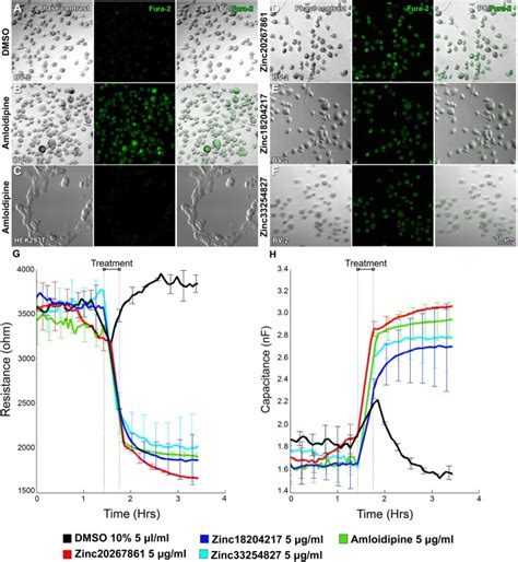 Mouse Microglial Bv Cell Line Atcc Bioz